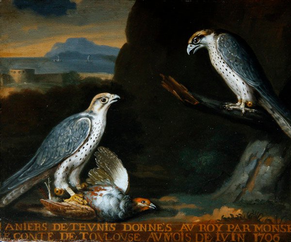 Dois gyrfalcons, um agarrado a uma perdiz (óleo sobre tela) de Nicolas Spheyman