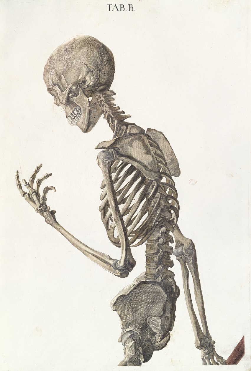 Ossos do esqueleto, de Tabulae Osteologicae, de Christoph Jacob Trew (1695-1769), gravado por G. Lichtensteger, 1740 de Nikolaus Friedrich Eisenberger