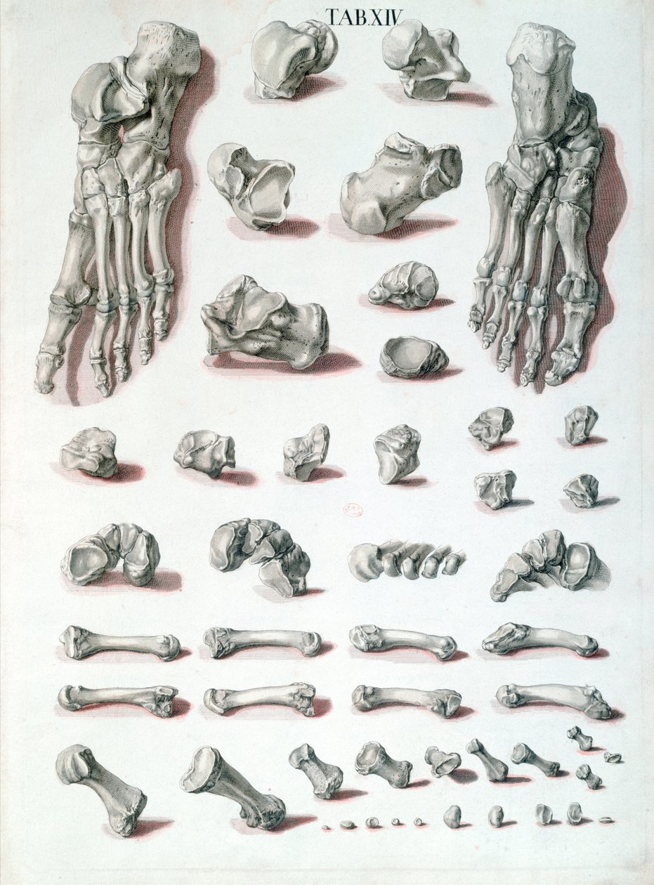 Ossos do pé, de Tabulae Osteologicae de Christoph Jacob Trew (1695-1769) gravados por G. Lichtensteger, 1767 de Nikolaus Friedrich after Eisenberger