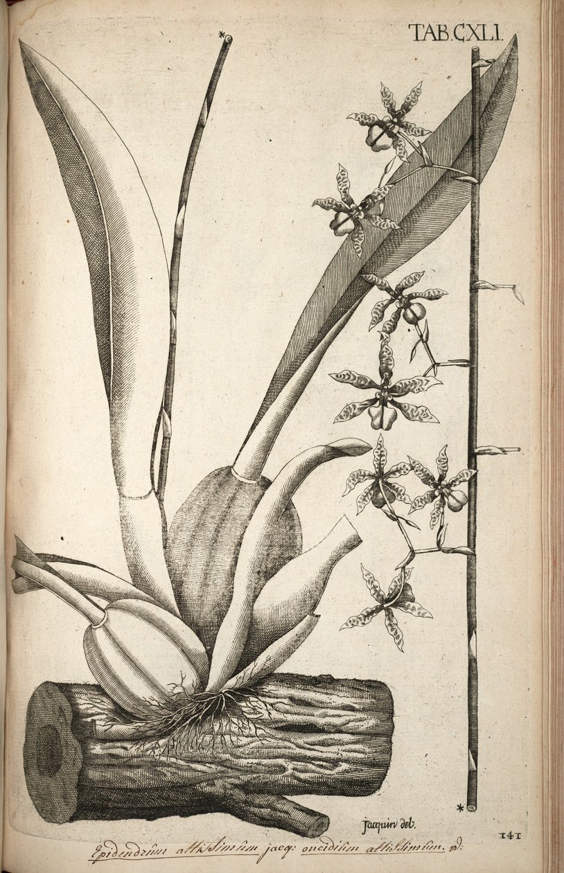Oncidioides ilustração de um poço (syn. Guarianthe muito alta ACQ) de Nikolaus Joseph von Jacquin