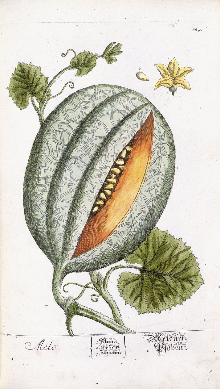 Um melão, c.1750-1765 de Nikolaus Friedrich Eisenberger