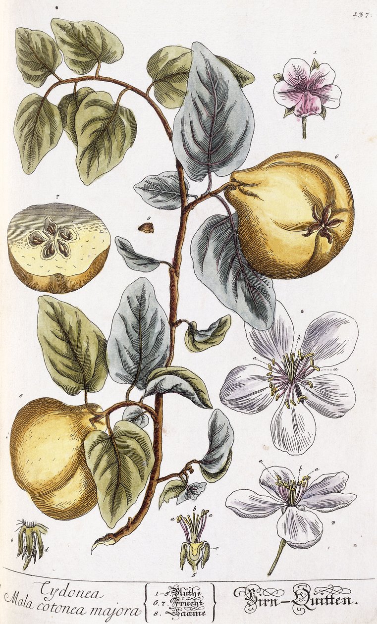 Quinze de Nikolaus Friedrich Eisenberger