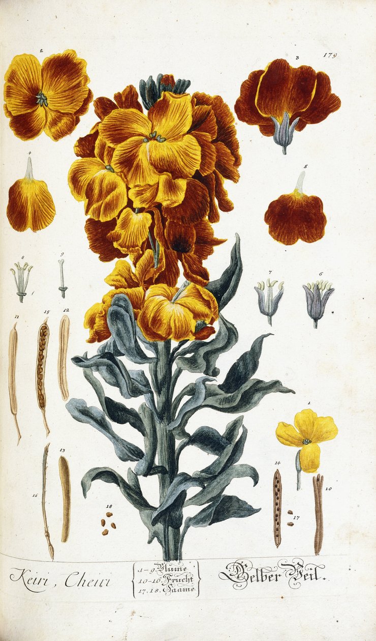 Wallflower de Nikolaus Friedrich Eisenberger