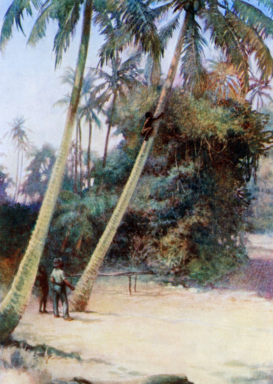 Escalando depois cocos verdes, 1908 de Norman Hardy