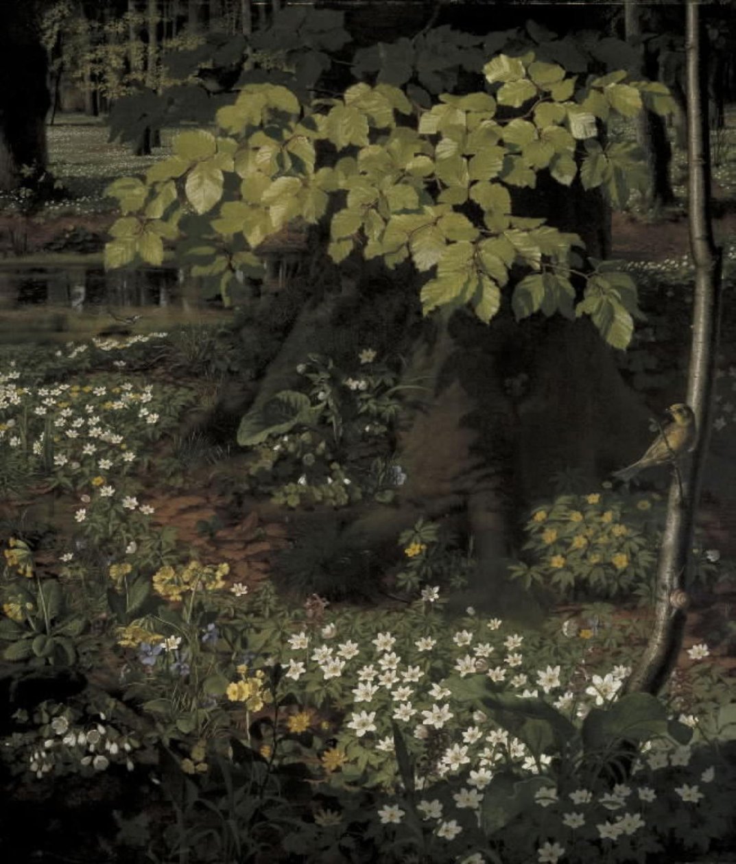 Primavera na floresta de Charlottenlund de O.D. Ottesen