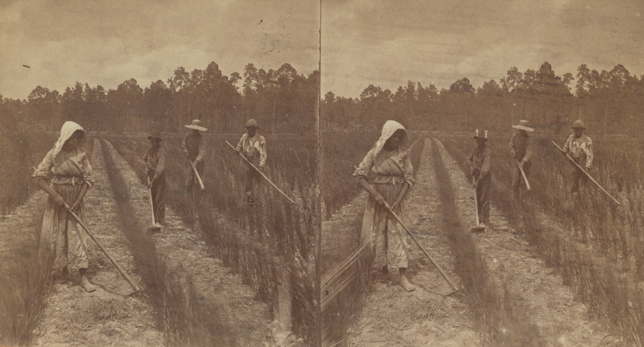 Arroz de capina, 1876-1888. de O. Pierre Havens