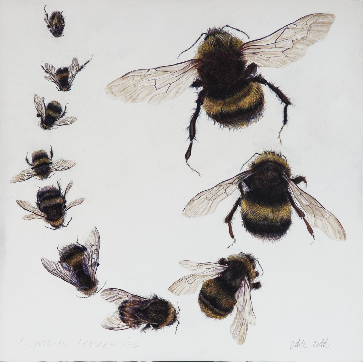 Bombus, 2015 (acrílico sobre madeira revestida a gesso) de Odile Kidd