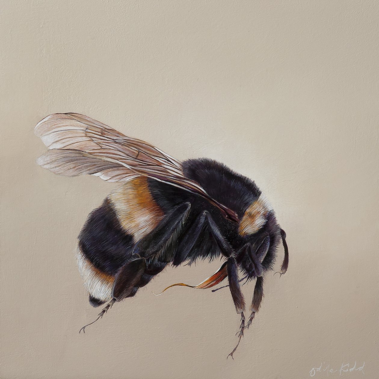 Bombus terrestis 8, 2013 (acrílico sobre madeira) de Odile Kidd