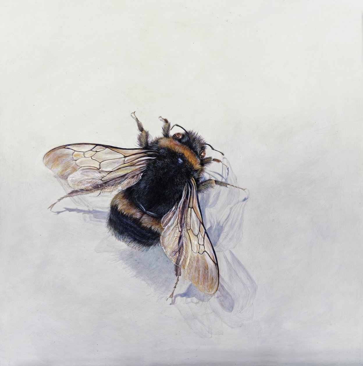 Bombus terrestris 11 (acrílico sobre madeira revestida a gesso) de Odile Kidd
