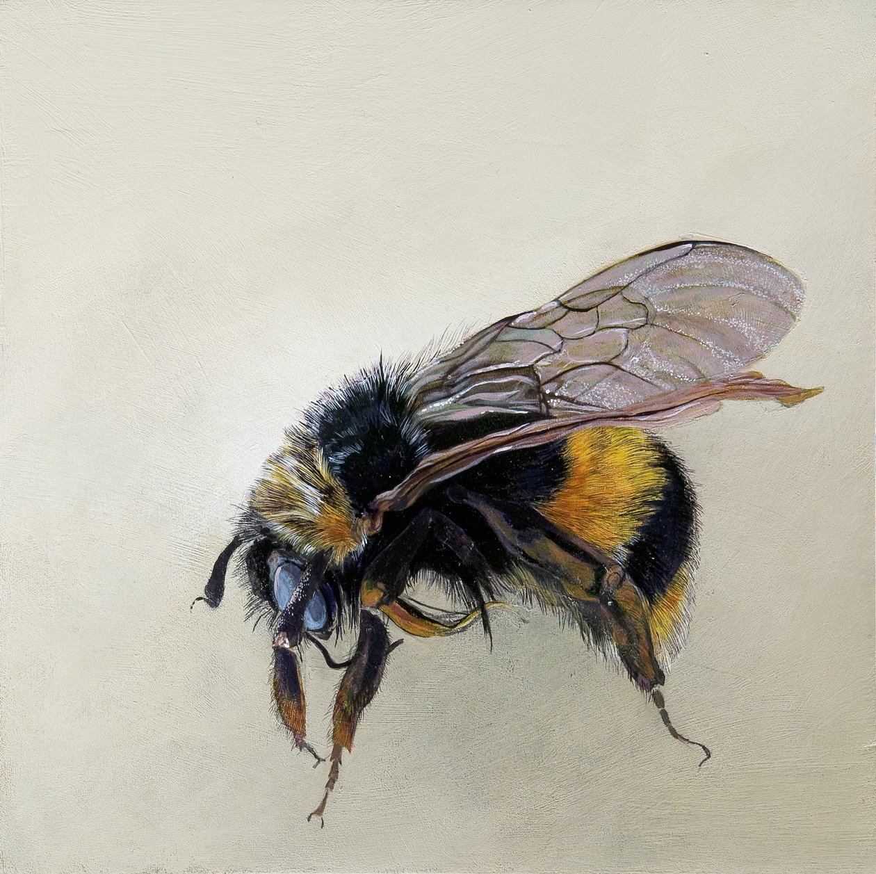 Bombus terrestris 1 (b), 2008 (acrílico sobre madeira) de Odile Kidd