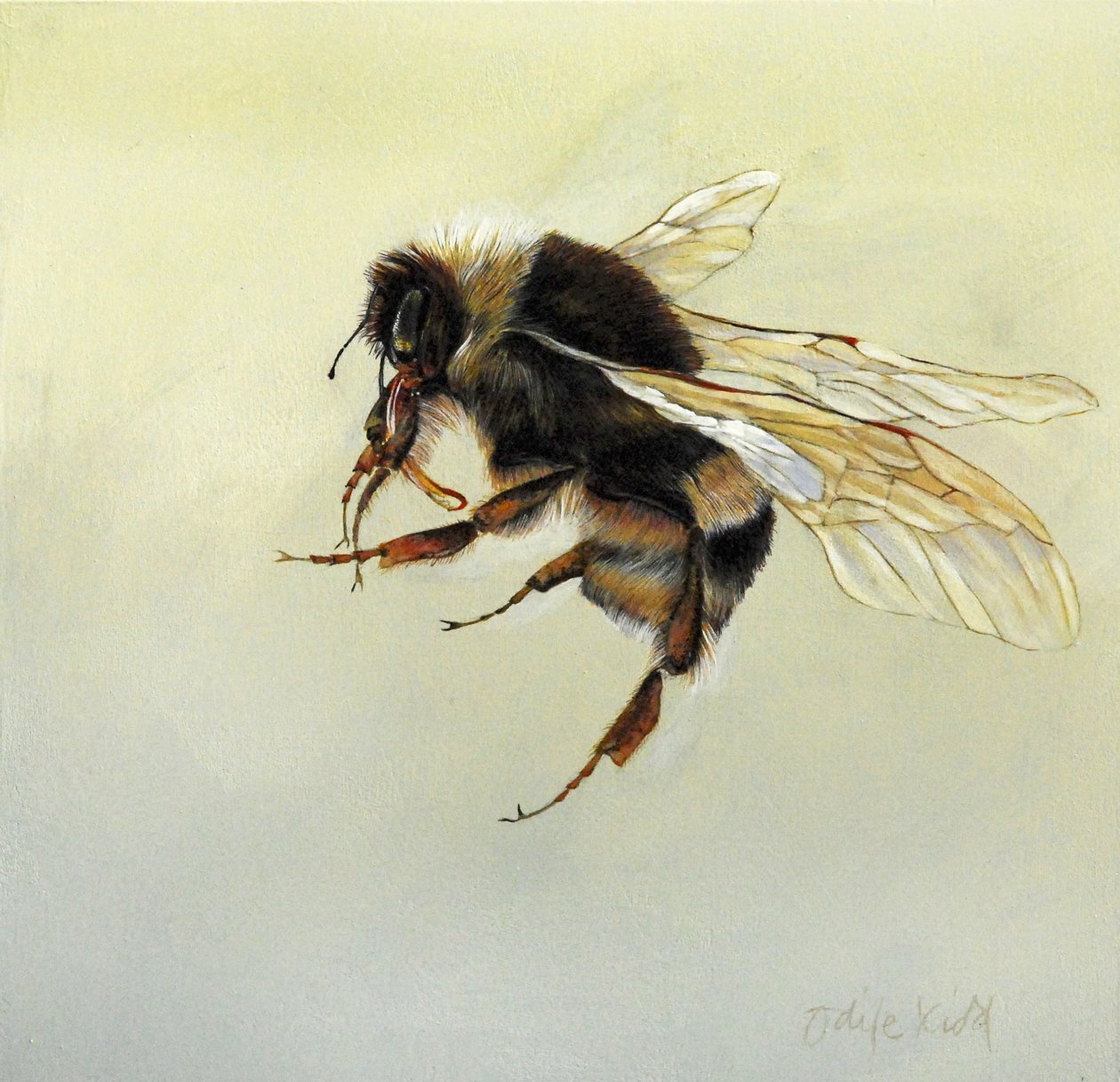 Bombus terrestris 4, 2011 (acrílico sobre madeira) de Odile Kidd