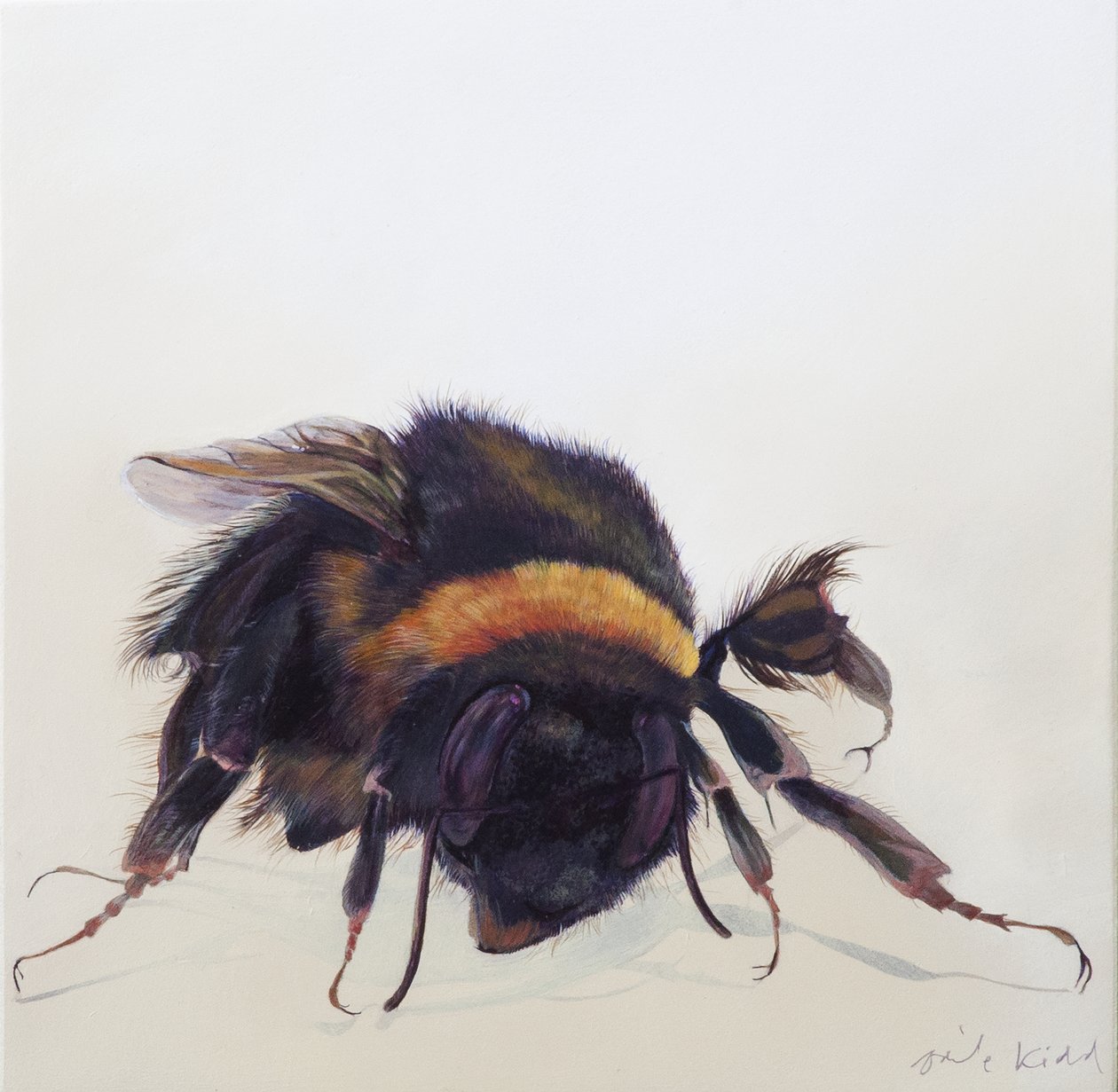 Bombus terrestris 9, 2013 (acrílico sobre madeira) de Odile Kidd
