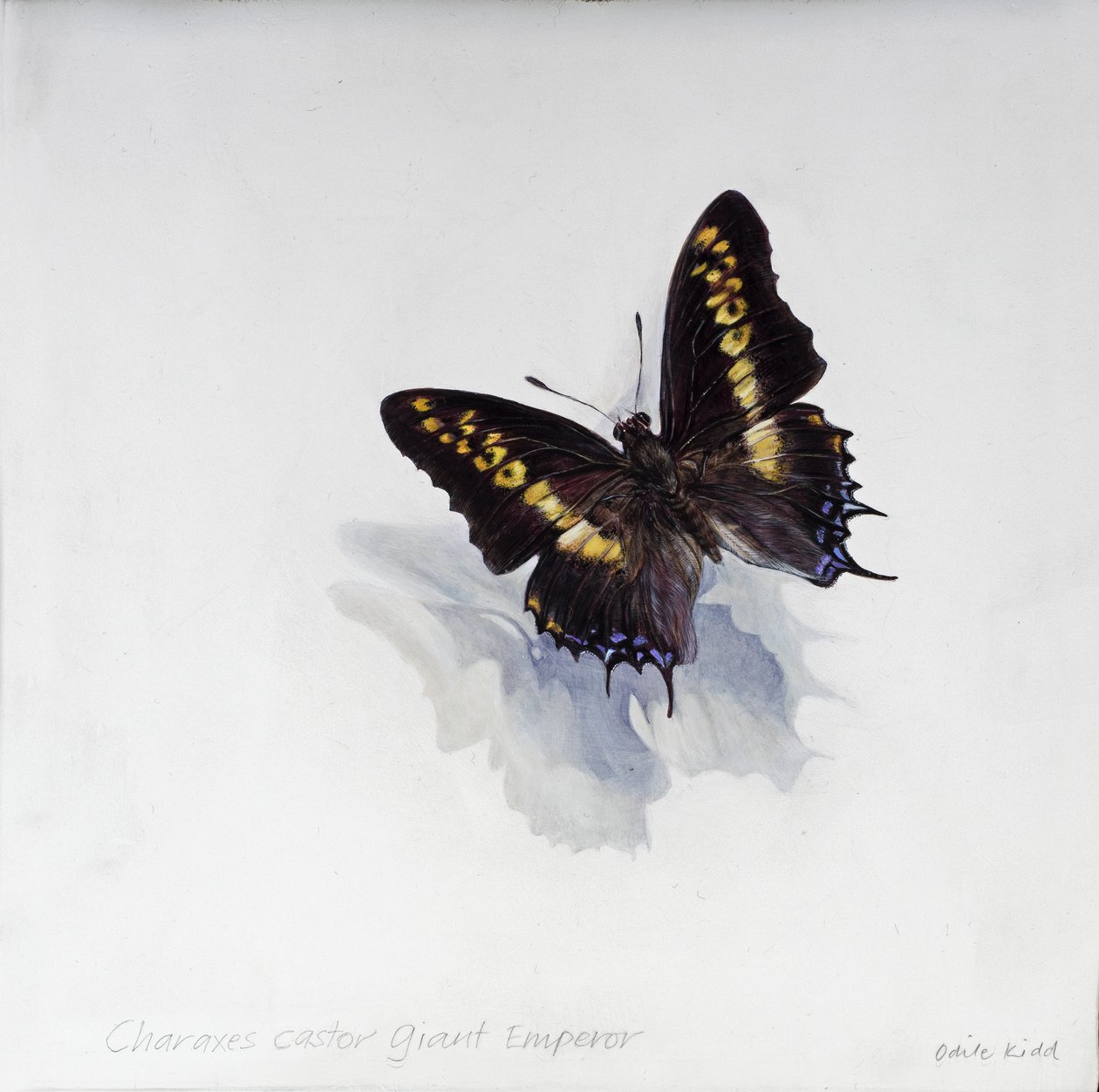 Charaxes castor, imperador gigante, 2014 (acrílico sobre madeira revestida a gesso) de Odile Kidd
