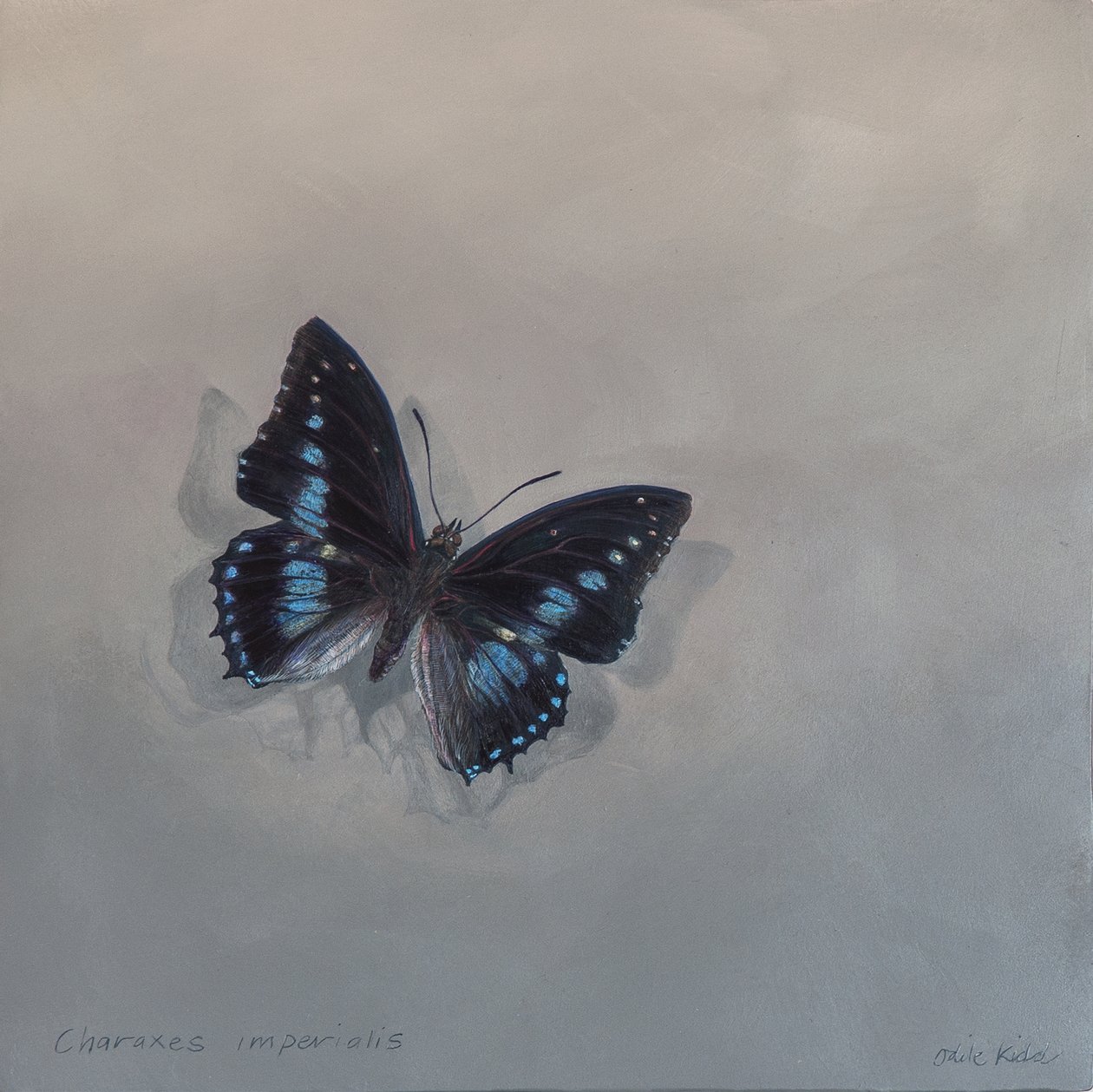 Charaxes imperialis 1 (a), 2014 (acrílico sobre madeira) de Odile Kidd