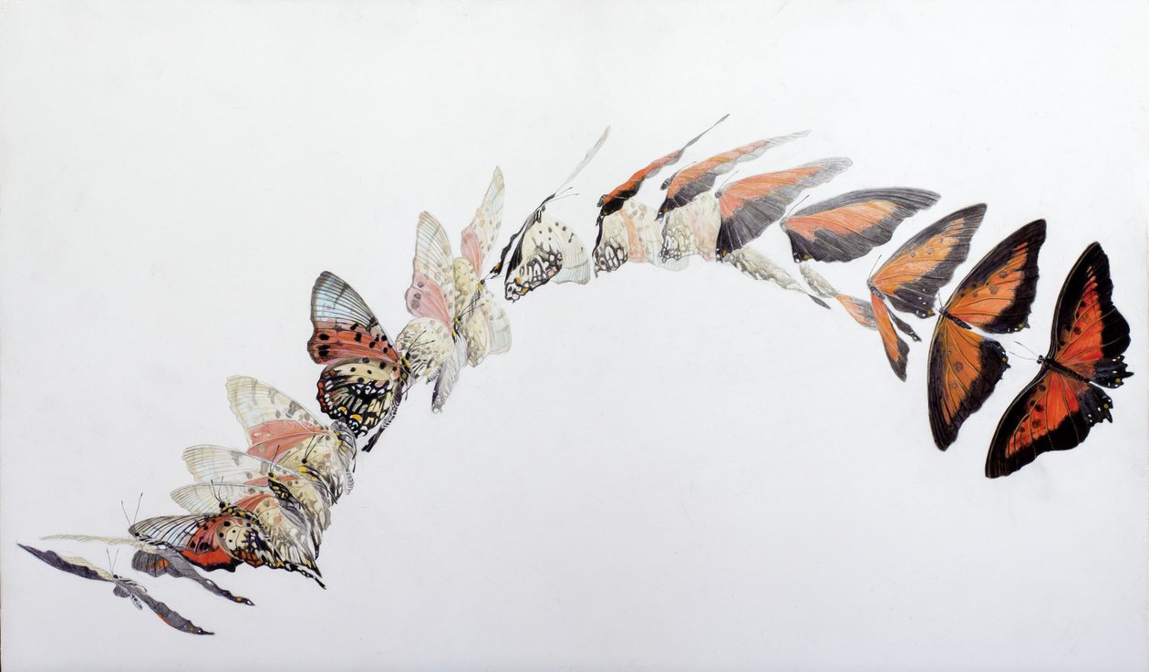 Padrão de voo de Charaxes zingha, 2016 (acrílico sobre madeira revestida a gesso) de Odile Kidd