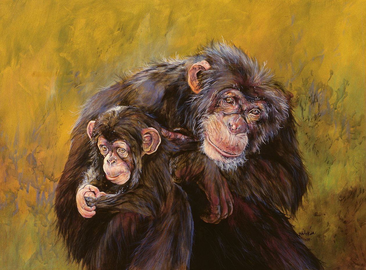 Chimpanzés (acrílico sobre tela) de Odile Kidd