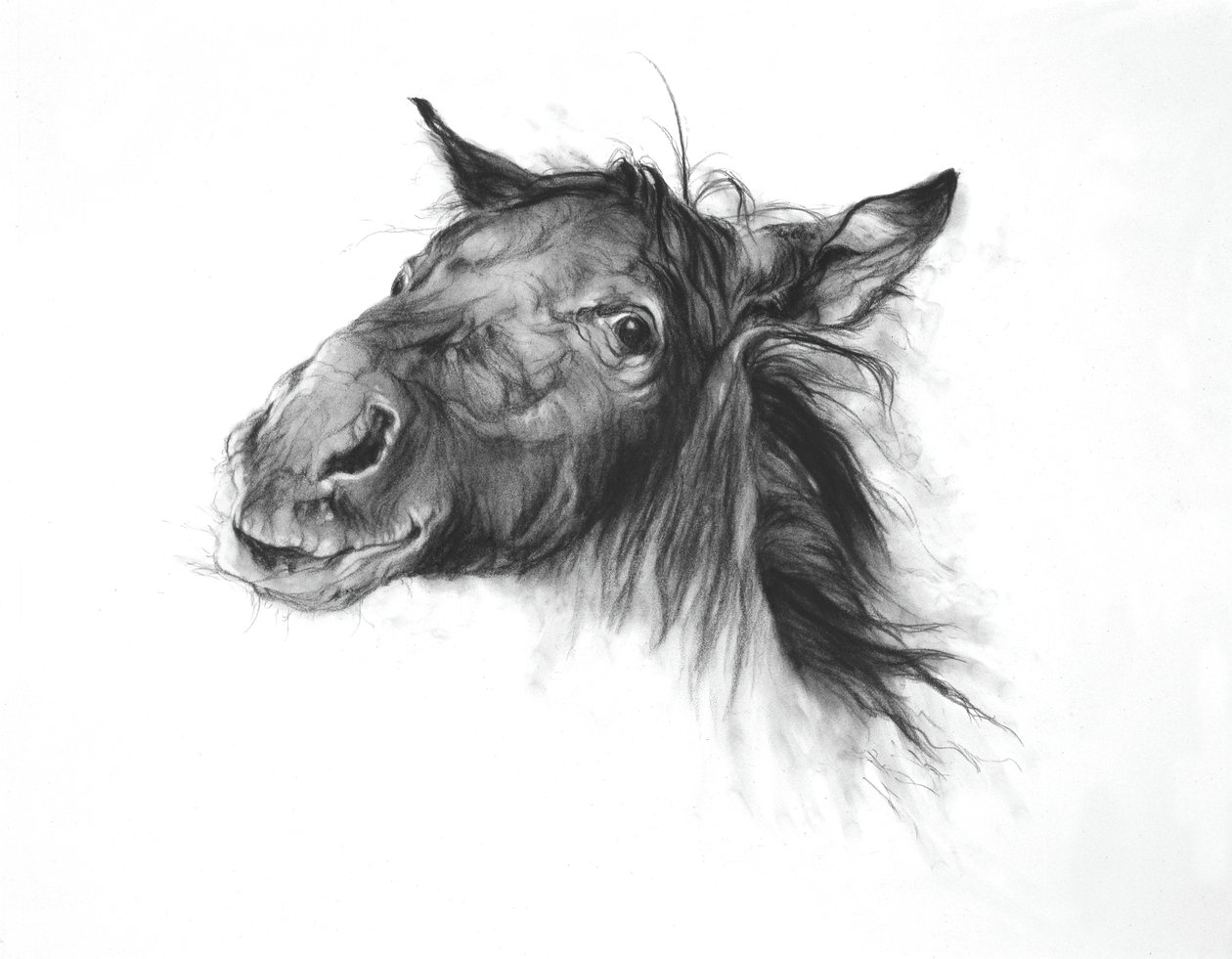 Colt, 2002 (carvão sobre papel Fabriano) de Odile Kidd