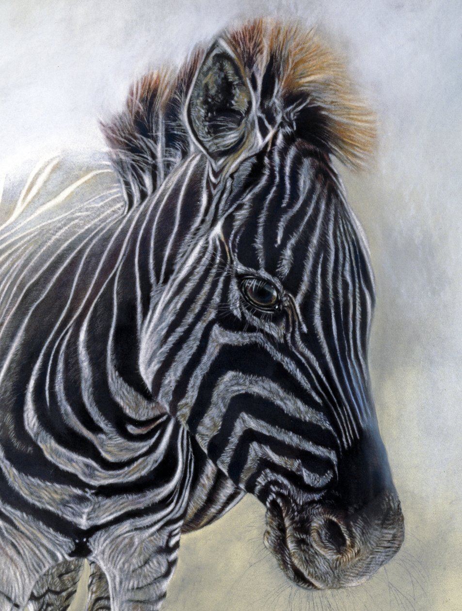 Equus burchelli 1 (pormenor), 2009 (carvão, conte e pastel de giz sobre papel Bockingford) de Odile Kidd