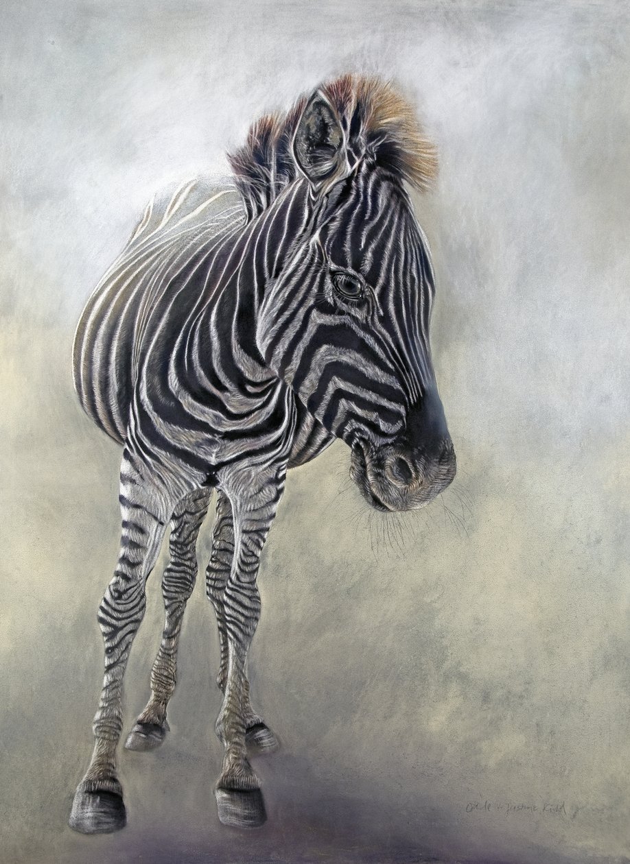 Equus burchelli 1, 2009 (carvão, conte e pastel de giz sobre papel Bockingford) de Odile Kidd