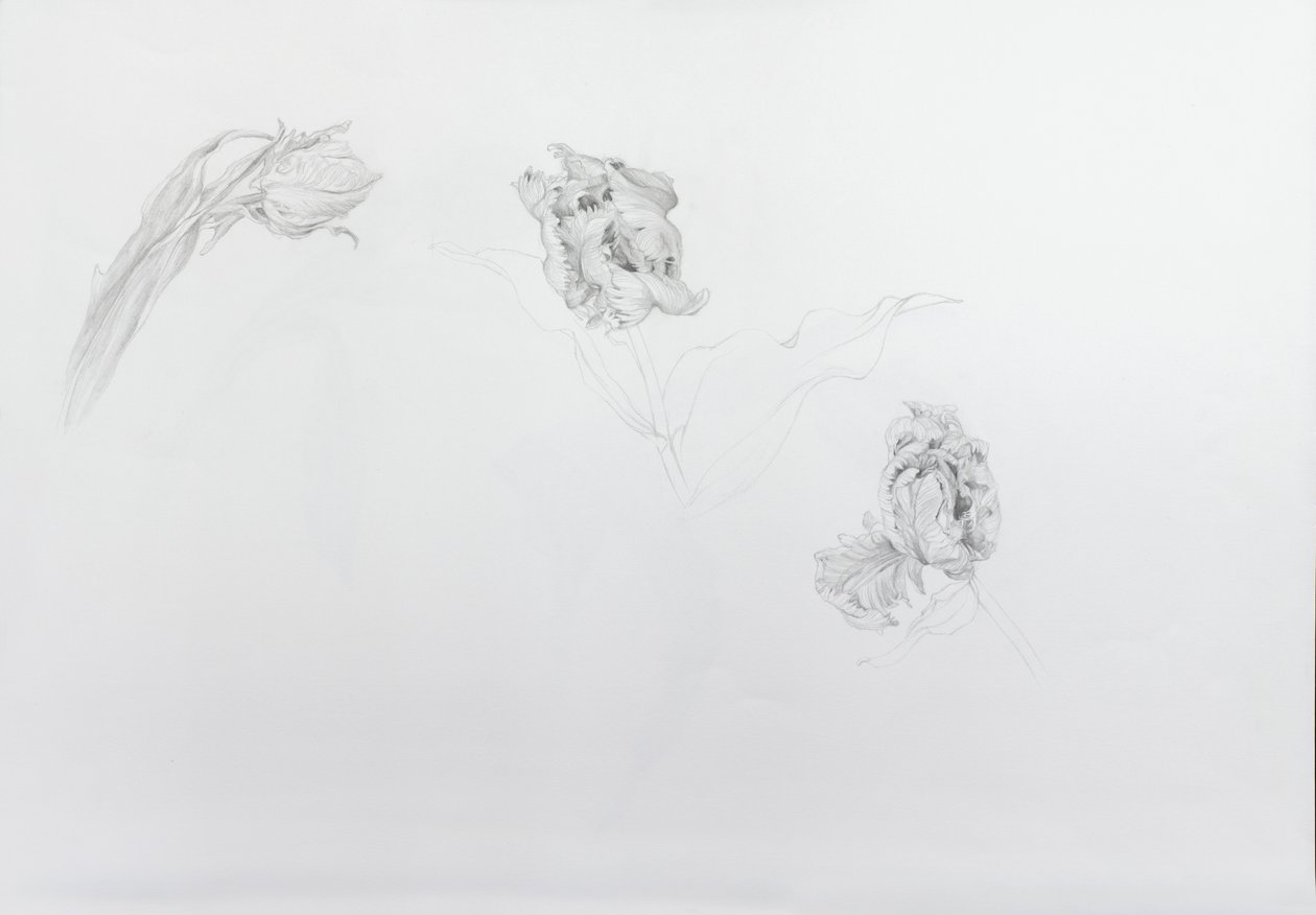 Estella rijnveld 1, 2013 (lápis sobre papel de cartucho) de Odile Kidd