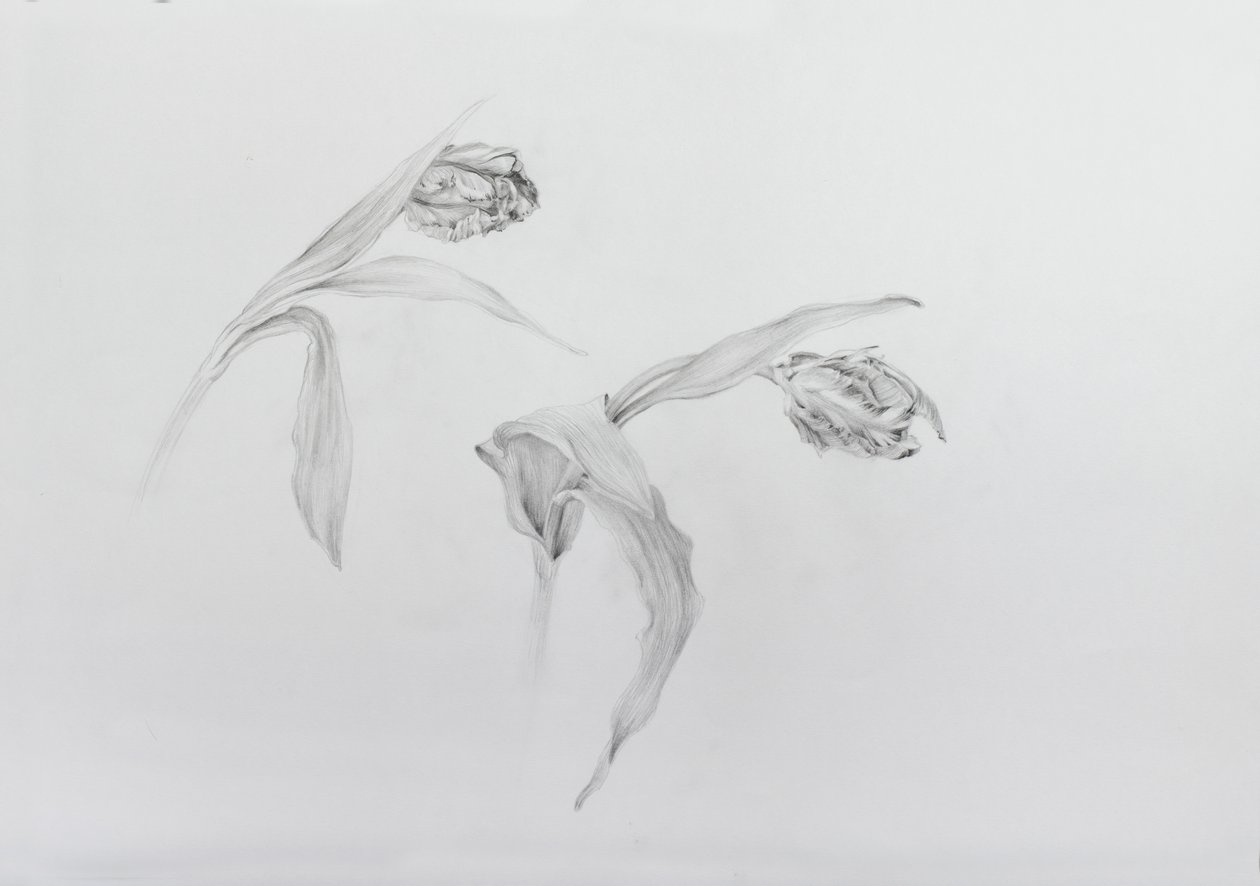 Estella rijnveld 2, 2017 (lápis sobre papel de cartucho) de Odile Kidd