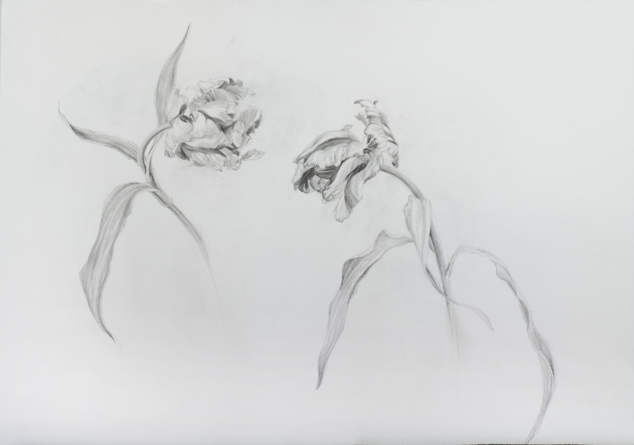 Estella rijnveld 3, 2017 (lápis sobre papel de cartucho) de Odile Kidd