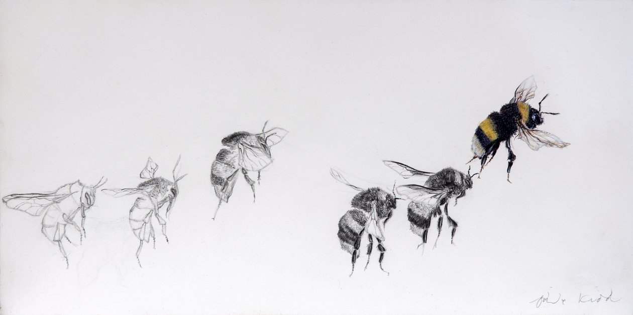 Padrão de voo, 2014 (lápis, acrílico sobre madeira revestida a gesso) de Odile Kidd