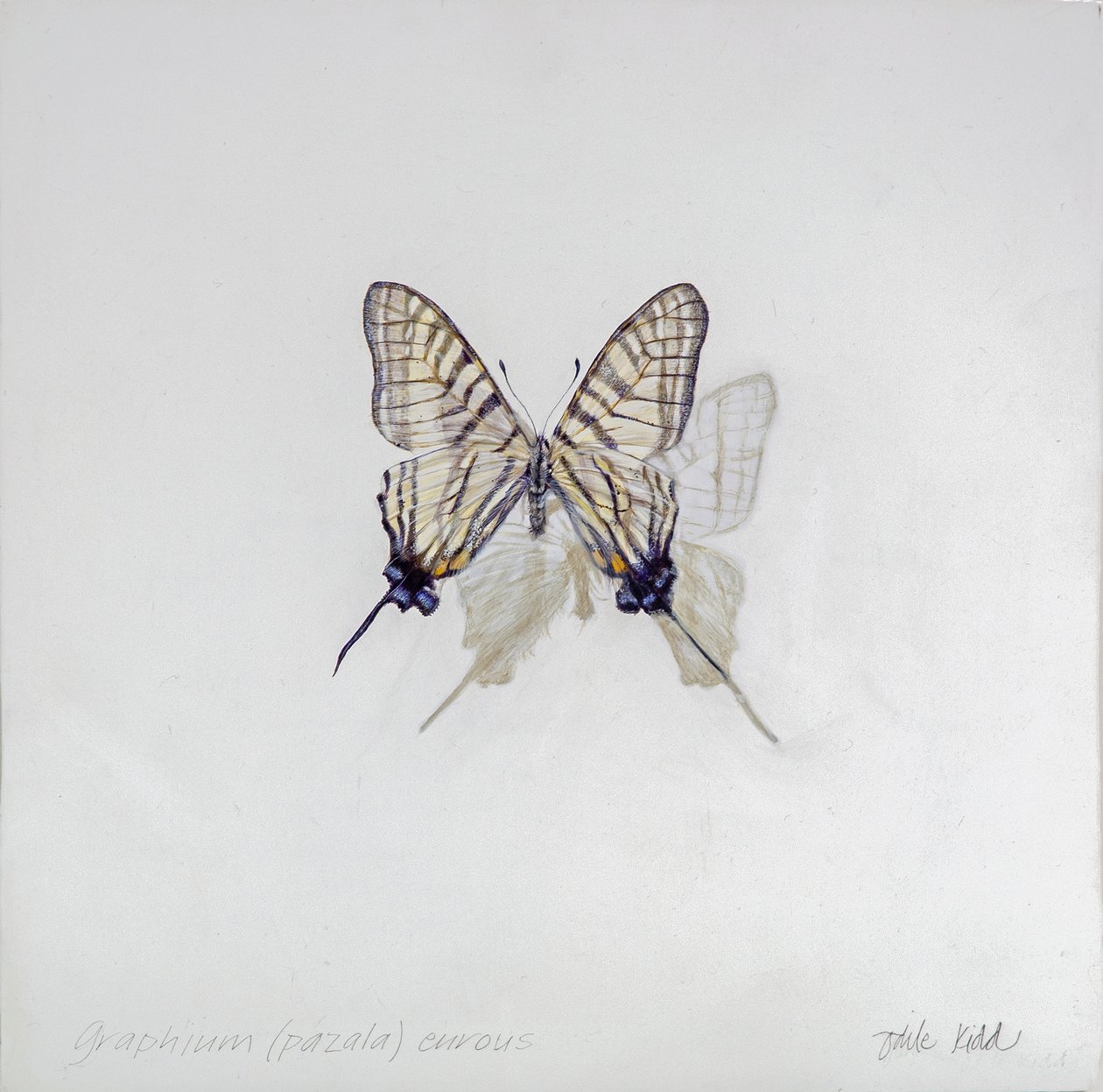 Graphium (Pazala) eurosus, 2014 (acrílico sobre madeira revestida a gesso) de Odile Kidd