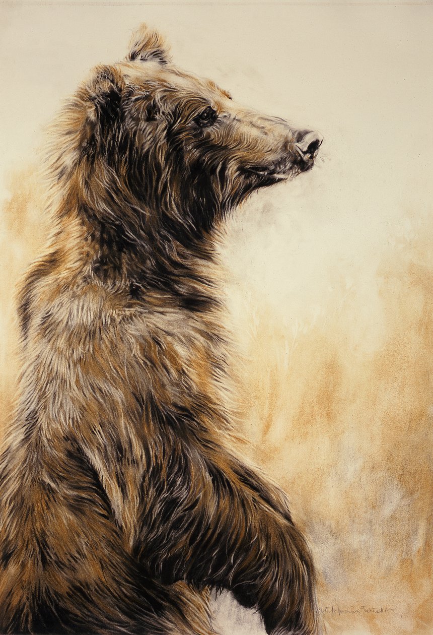 Grizzly Bear 2, 2002 (lápis de carvão, carvão e giz) de Odile Kidd