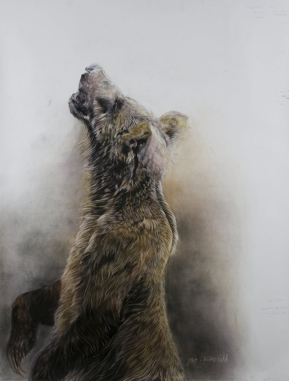 Grizzly bear 3, 2009 (carvão, conte e giz pastel sobre papel Fabriano) de Odile Kidd