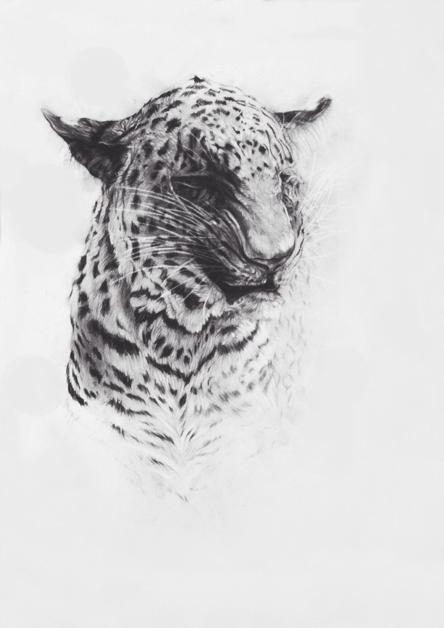 Leopardo 2, 2004 (conte sobre papel Fabriano) de Odile Kidd