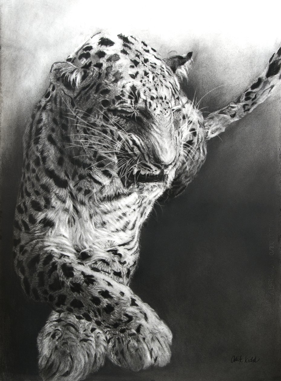 Panthera pardus 1, 2009 (carvão e conte sobre papel Fabriano) de Odile Kidd