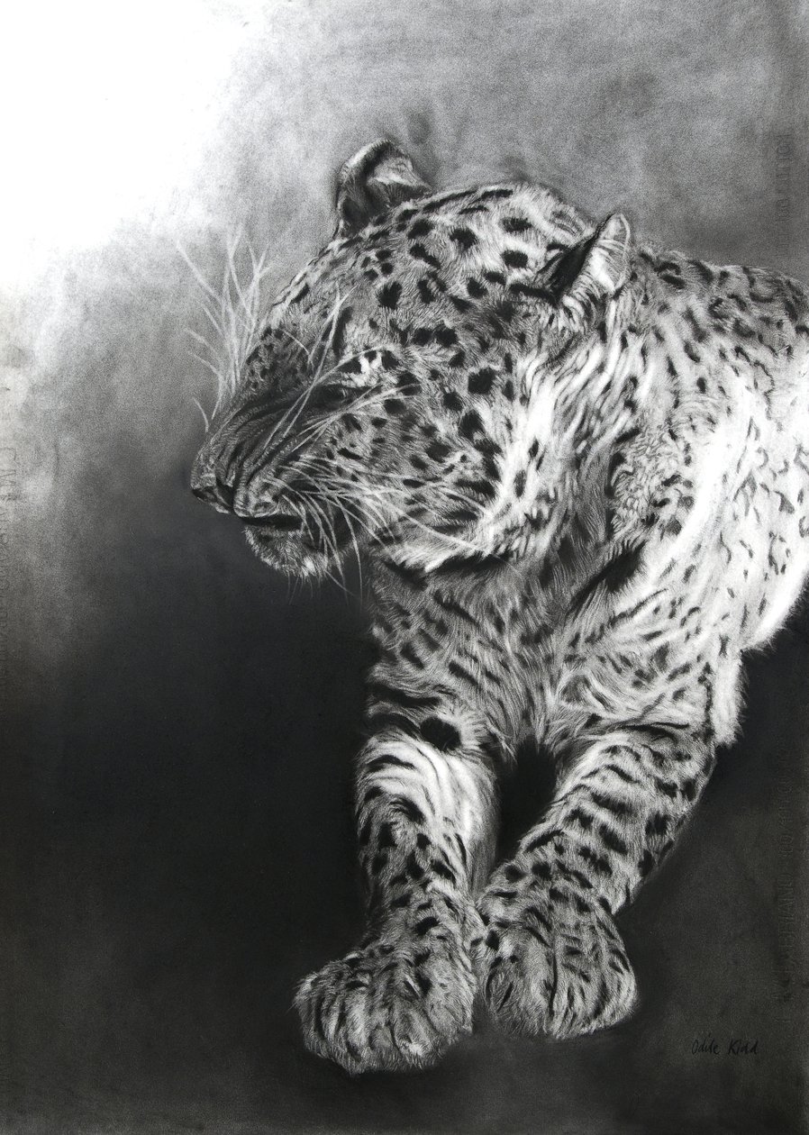 Panthera pardus 2, 2009 (carvão e conte sobre papel Fabriano) de Odile Kidd