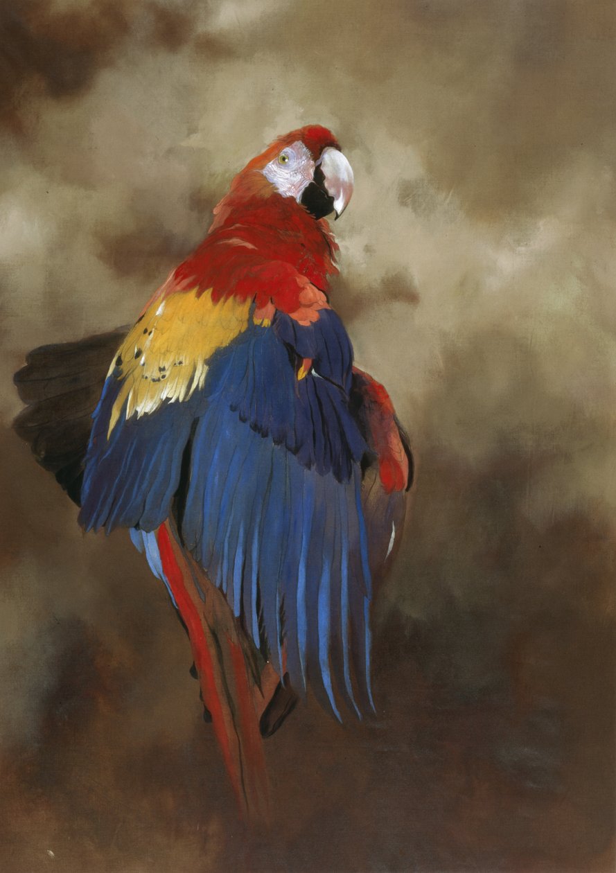 Arara-vermelha 1, 2000 (acrílico sobre linho) de Odile Kidd