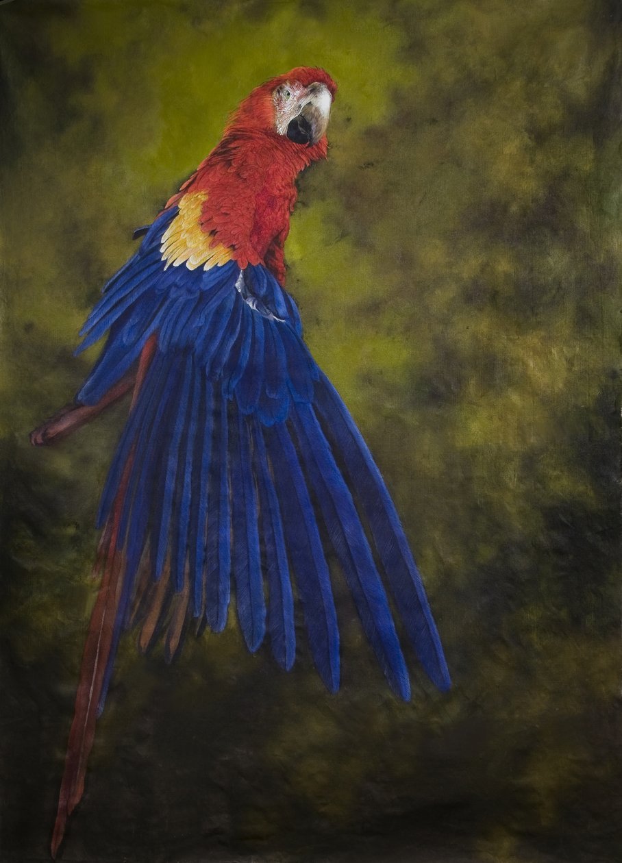Arara-vermelha 2, 2009 (acrílico sobre linho) de Odile Kidd