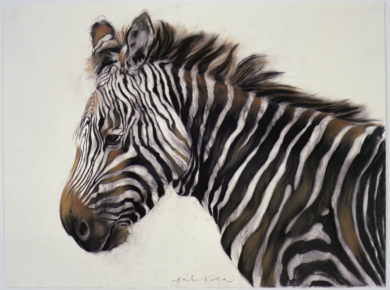 Zebra, 2002 (carvão e giz) de Odile Kidd