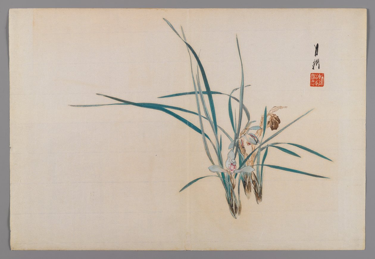 Orquídeas, página do álbum de um livro do pássaro e da flor (Kacho), c.1890-1900 (impressão a cores do woodblock com pigmento de prata) de Ogata Gekko