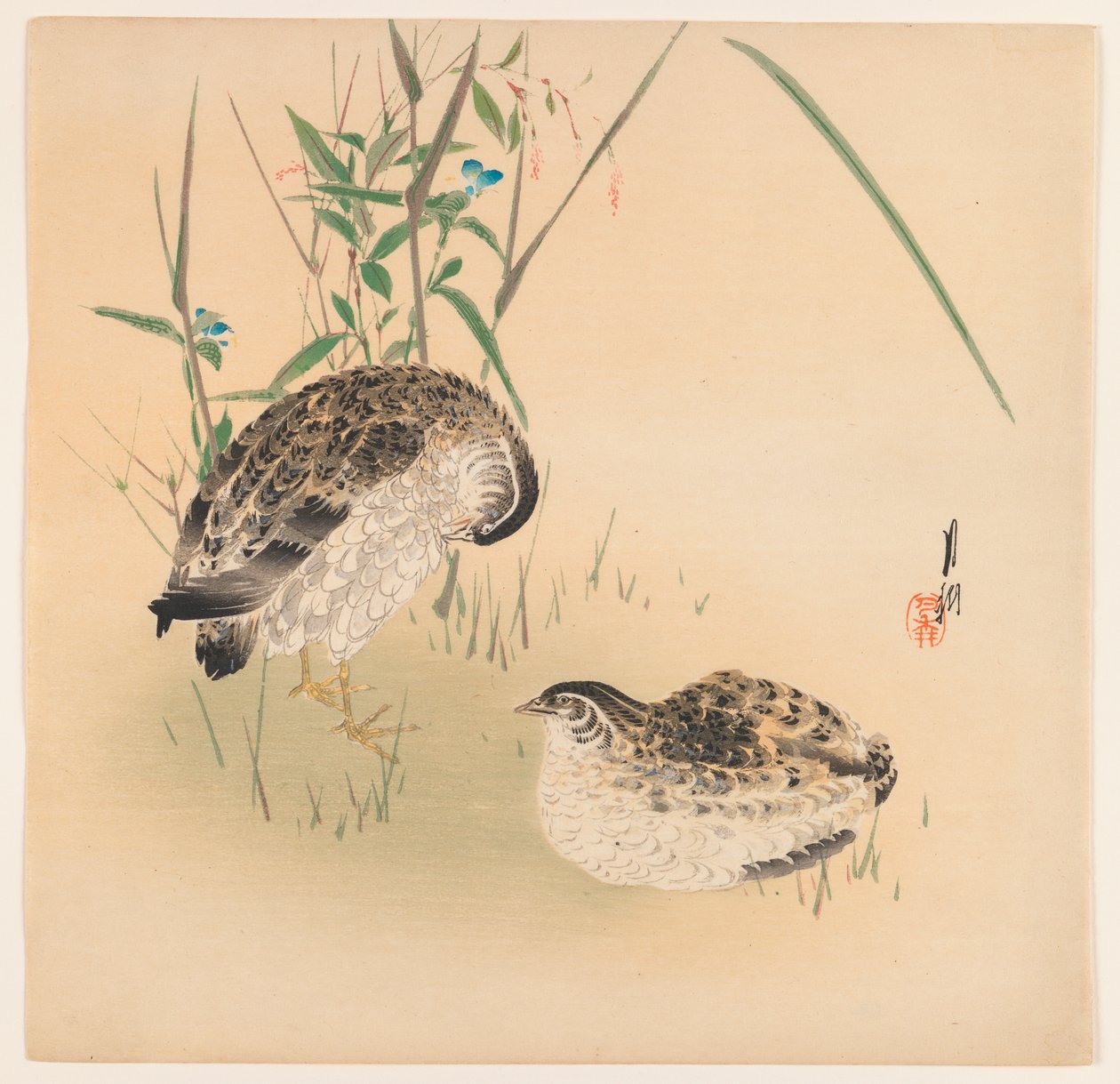 Duas codornas, c.1890-1910 (impressão em cores xilogravura) de Ogata Gekko