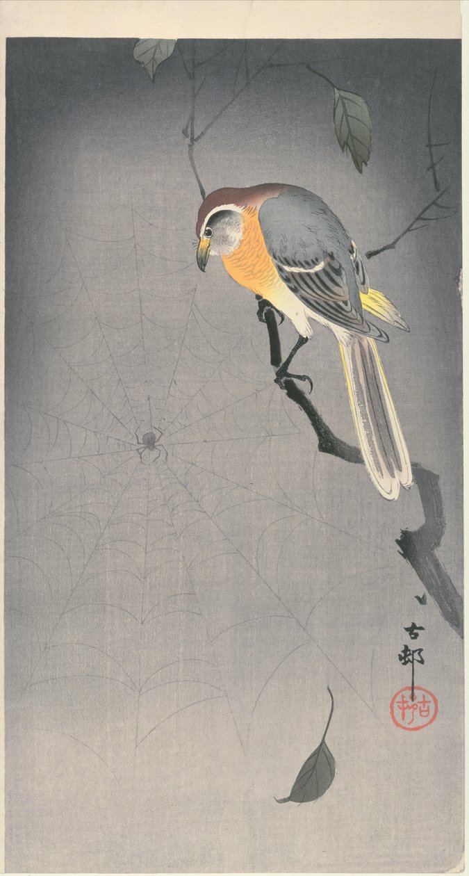 Pássaro em um galho olhando uma aranha, c. início de 1900 (impressão em xilogravura a cores) de Ohara Koson