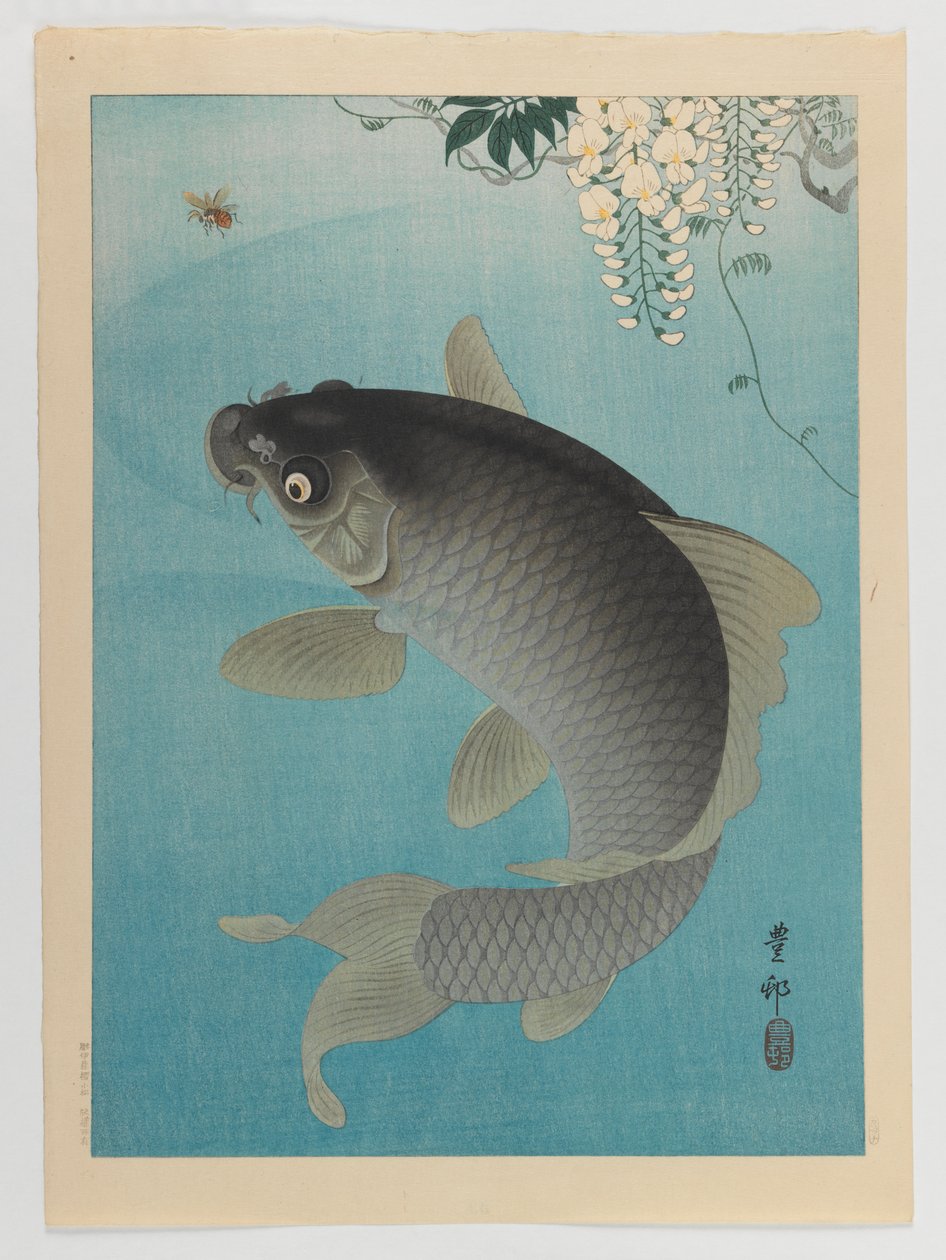 Carpa embaixo das glicínias, c.1935 (impressão em cores xilogravura) de Ohara Koson