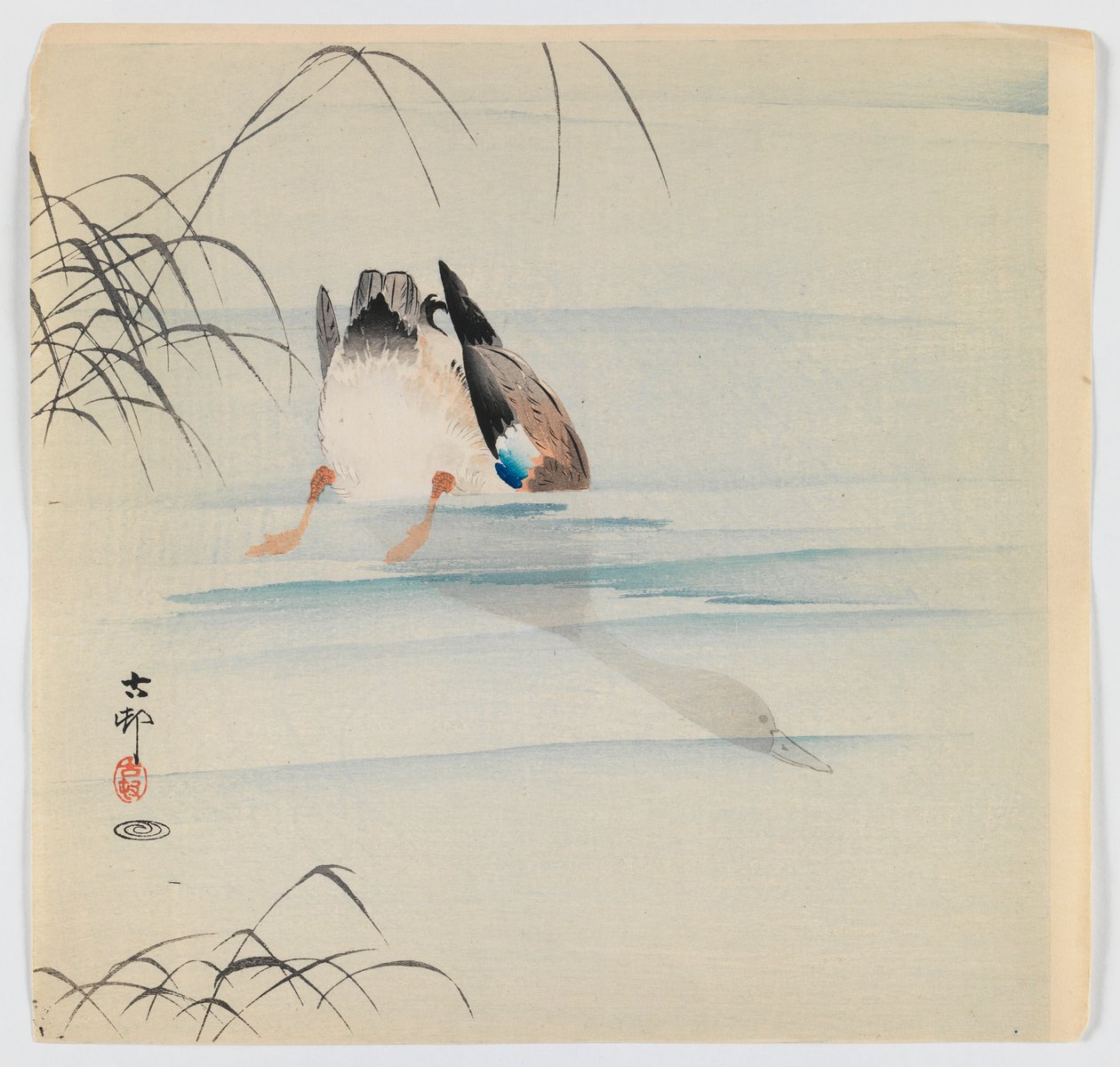 Pato-real de mergulho, c.1910 (impressão a cores em xilogravura) de Ohara Koson