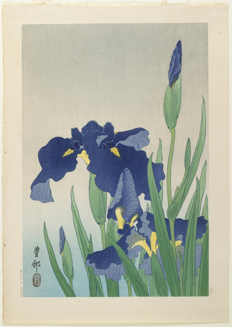 Íris, meados do século XX de Ohara Koson