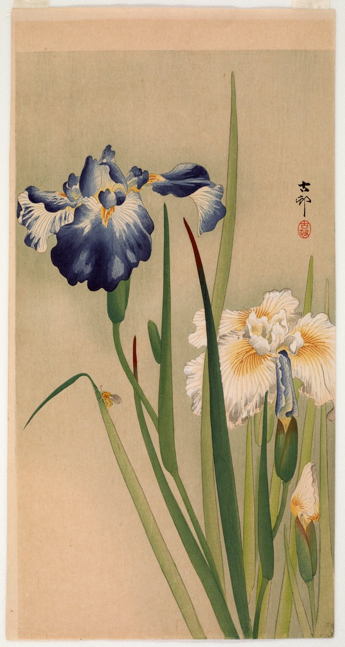 Inseto pequeno em íris de floração (impressão em xilogravura de cor) de Ohara Koson