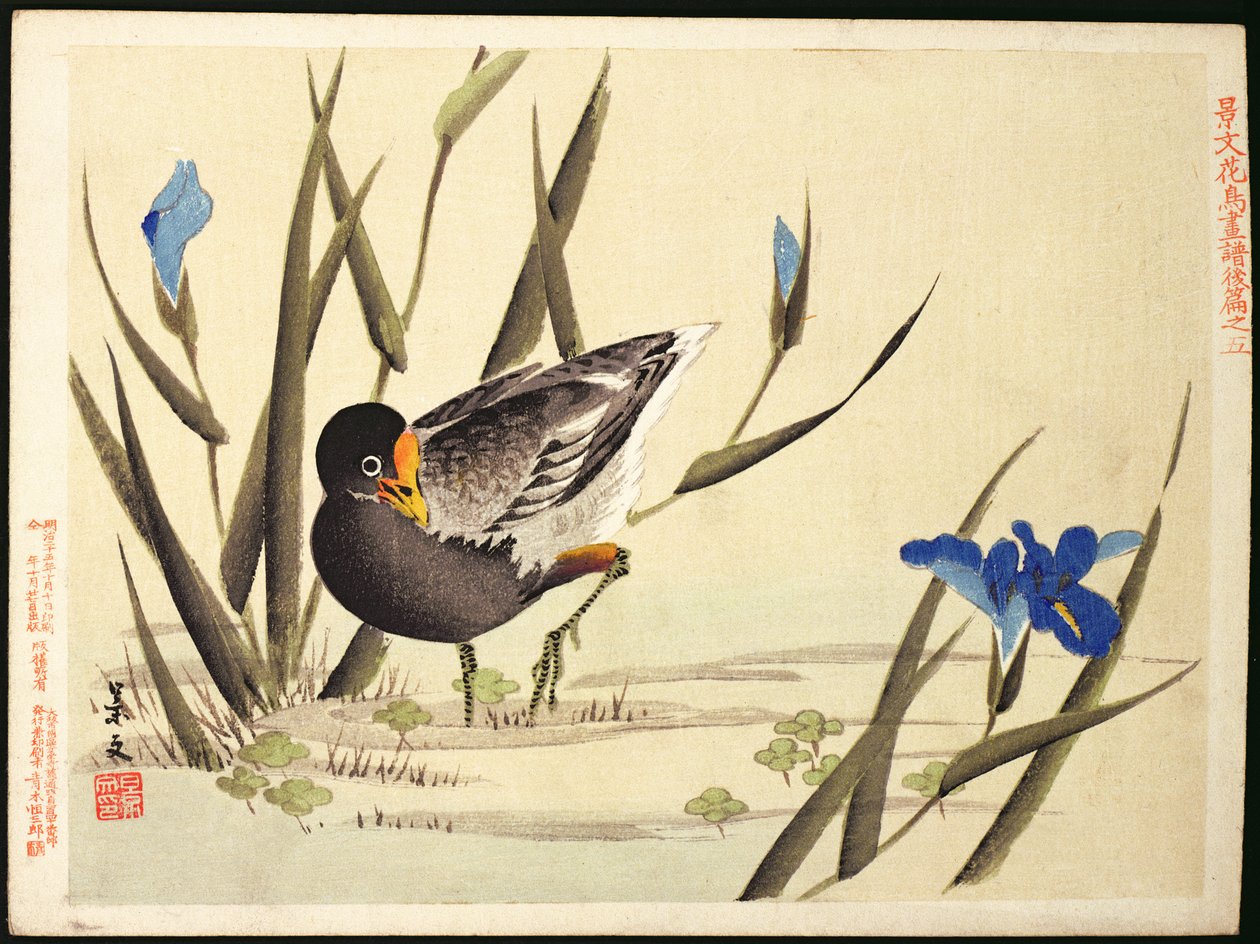 Wader entre juncos, (impressão de woodblock de cor) de Ohara Koson