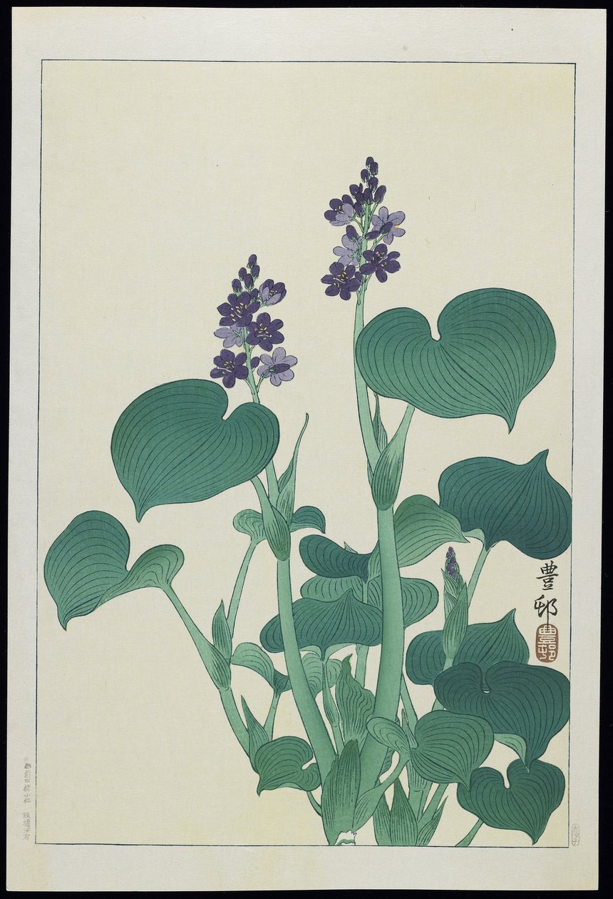 Hollyhock de água, década de 1930 de Ohara Koson