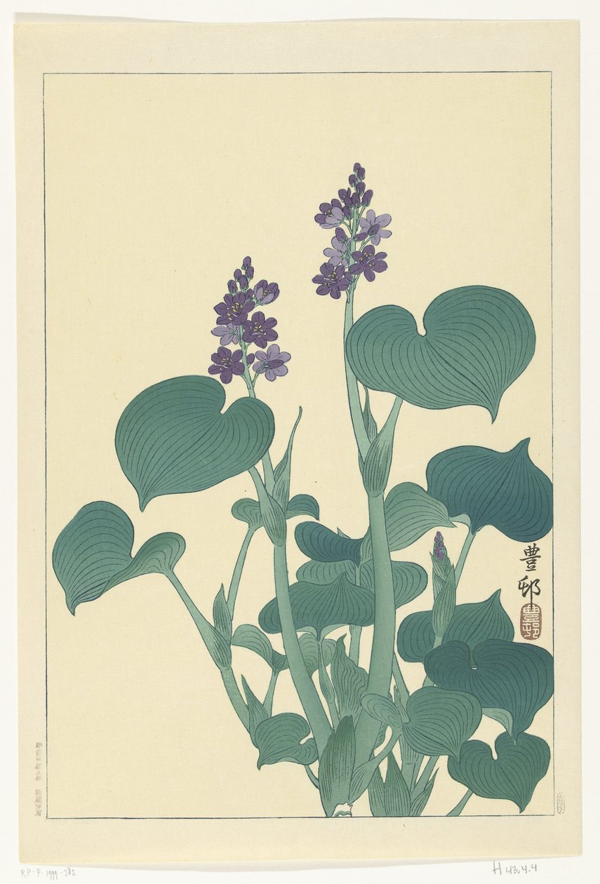 Hosta florida de Ohara Koson