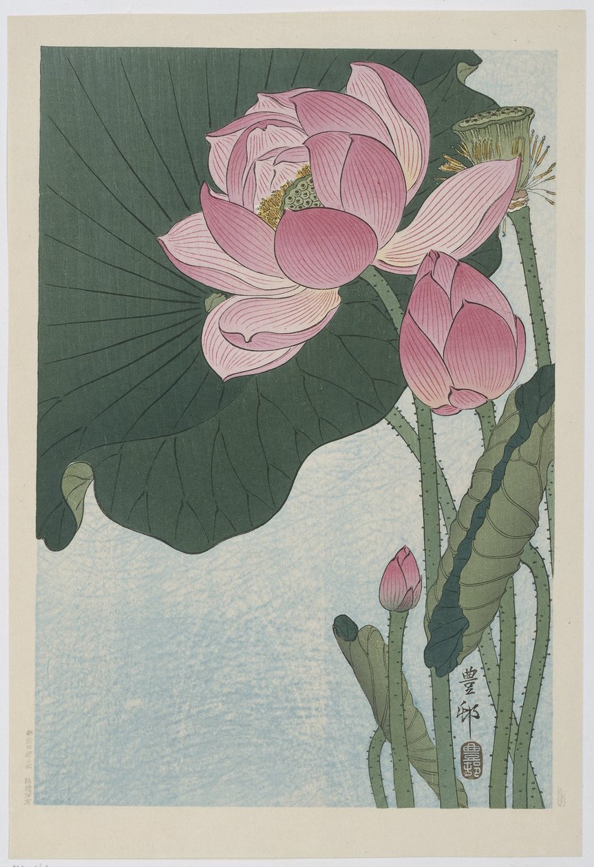 Flores de lótus desabrochando de Ohara Koson