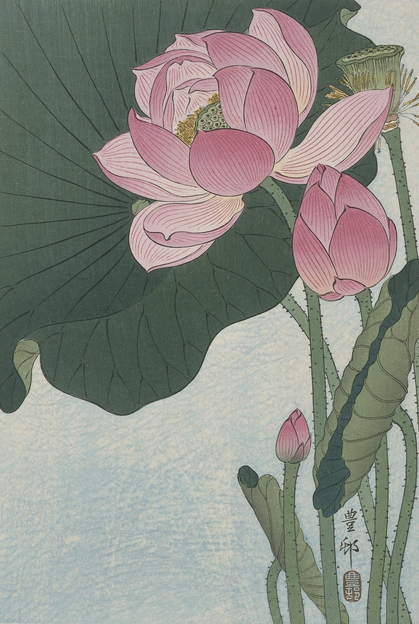 Florescendo flores de lótus, 1920-30 (cor xilogravura) de Ohara Koson