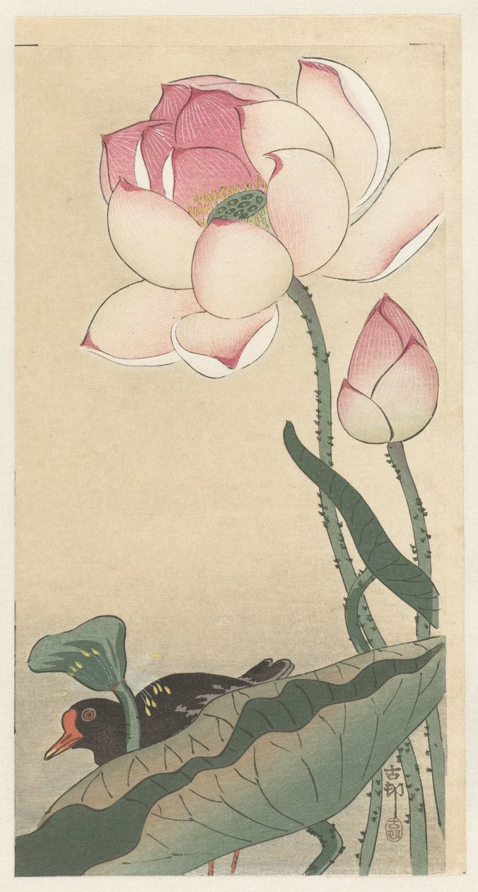 Gallinule com flores de lótus de Ohara Koson
