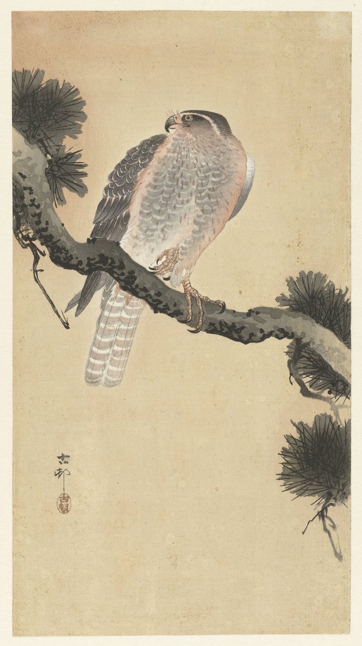 Goshawk sobre ramo de pinheiro de Ohara Koson